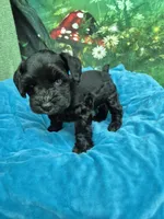 One blue eye, a male Miniature Schnauzer for sale in Mount Carmel, TN – 5 of 8