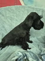 Black boy , a male Miniature Schnauzer for sale in Mount Carmel, TN – 4 of 5