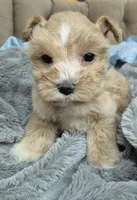 Red Garnet parti Girl , a female Miniature Schnauzer for sale in Mount Carmel, TN – 1 of 6