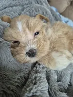 Red Garnet parti Girl , a female Miniature Schnauzer for sale in Mount Carmel, TN – 4 of 6