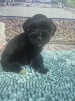 Kay, a male Miniature Schnauzer for sale in Mount Carmel, TN – Photo 4 of 5