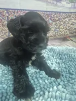 Kay, a male Miniature Schnauzer for sale in Mount Carmel, TN – Photo 3 of 5