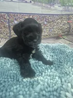 Kay, a male Miniature Schnauzer for sale in Mount Carmel, TN – Photo 5 of 5