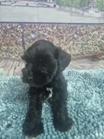 Kay, a male Miniature Schnauzer for sale in Mount Carmel, TN – Photo 2 of 5