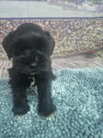 Kay, a male Miniature Schnauzer for sale in Mount Carmel, TN – Photo 1 of 5