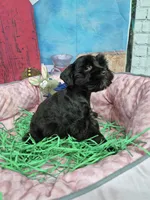 Choco boy, a male Miniature Schnauzer for sale in Mount Carmel, TN – Photo 2 of 3