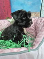 Choco boy, a male Miniature Schnauzer for sale in Mount Carmel, TN – Photo 1 of 3