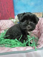 Choco boy, a male Miniature Schnauzer for sale in Mount Carmel, TN – Photo 3 of 3