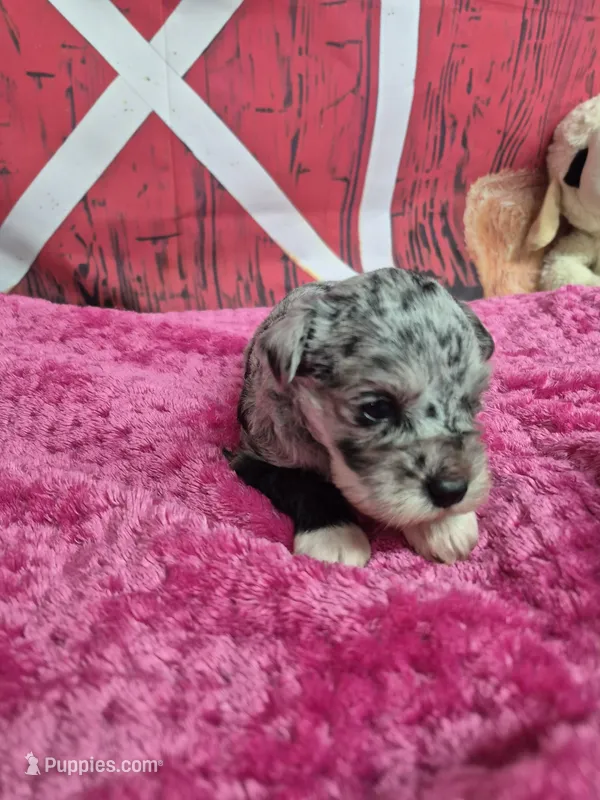 Freckles blue merle gal