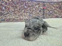 Freckles blue merle gal, a male Miniature Schnauzer for sale in Mount Carmel, TN – Photo 3 of 4
