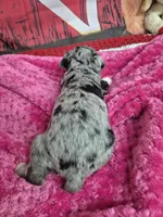 Freckles blue merle gal, a male Miniature Schnauzer for sale in Mount Carmel, TN – Photo 2 of 4