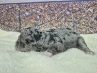 Freckles blue merle gal, a male Miniature Schnauzer for sale in Mount Carmel, TN – Photo 4 of 4