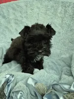 Lil bit teacup, a male Miniature Schnauzer for sale in Mount Carmel, TN – 7 of 7