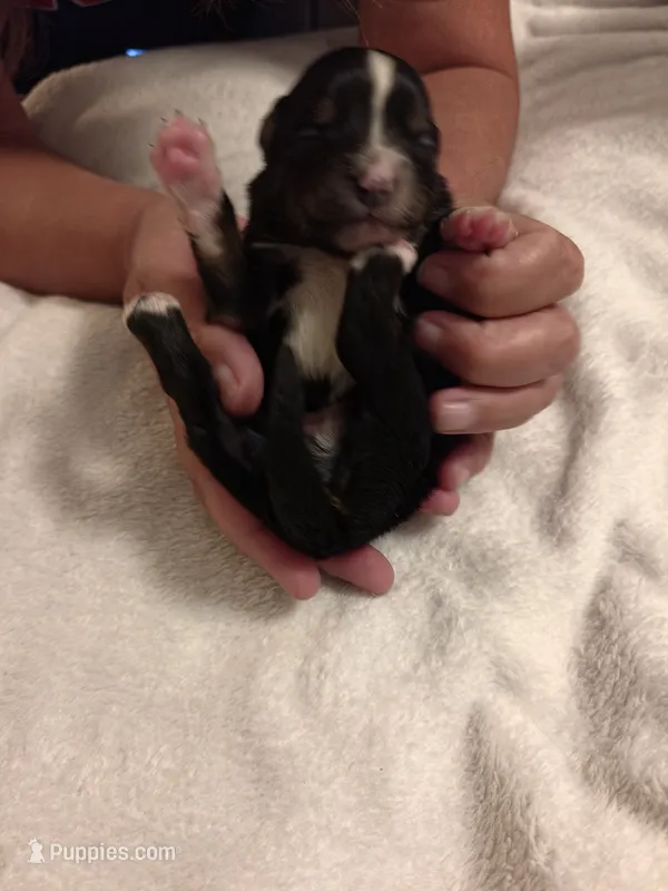Toy Black Tri Male – Toy Australian Shepherd puppy for sale in Chatsworth, GA
