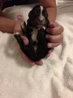 Toy Black Tri Male, a male Toy Australian Shepherd for sale in Chatsworth, GA – 1 of 3