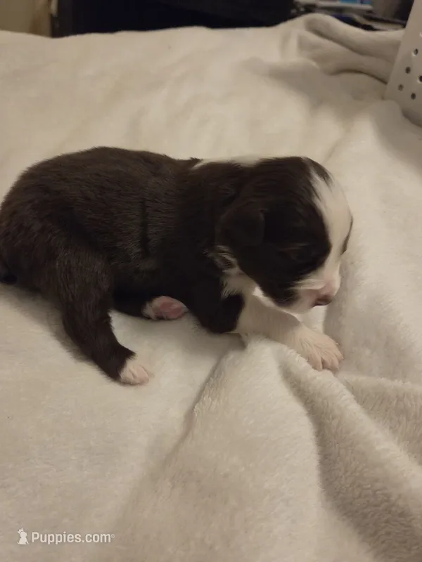 Red Tri Male 3 – Miniature Australian Shepherd puppy for sale in Chatsworth, GA