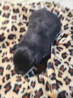 Brewster , a male Miniature Australian Shepherd for sale in Chatsworth, GA – Photo 2 of 3