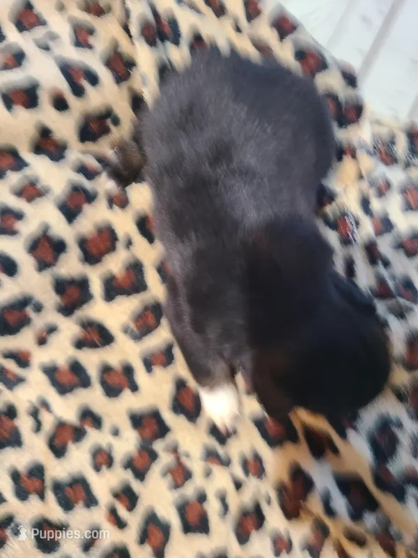 Brewster  – Miniature Australian Shepherd puppy for sale in Chatsworth, GA