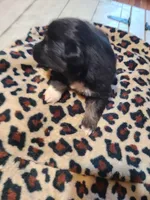 Brewster , a male Miniature Australian Shepherd for sale in Chatsworth, GA – Photo 3 of 3