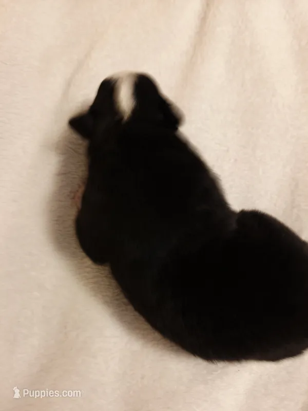 Toy Black Tri Female – Toy Australian Shepherd puppy for sale in Chatsworth, GA