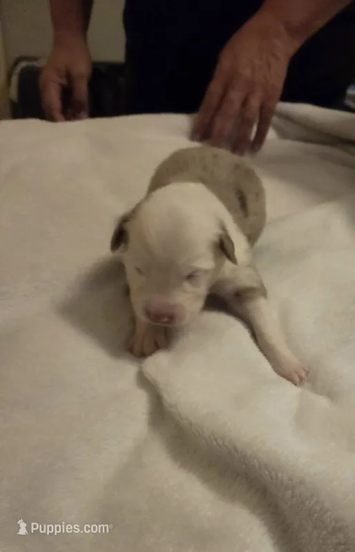 Red Merle Female – Miniature Australian Shepherd puppy for sale in Chatsworth, GA