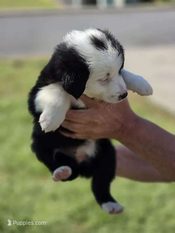 Spade  – Miniature Australian Shepherd puppy for sale in Chatsworth, GA