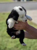 Spade , a female Miniature Australian Shepherd for sale in Chatsworth, GA – Photo 1 of 3