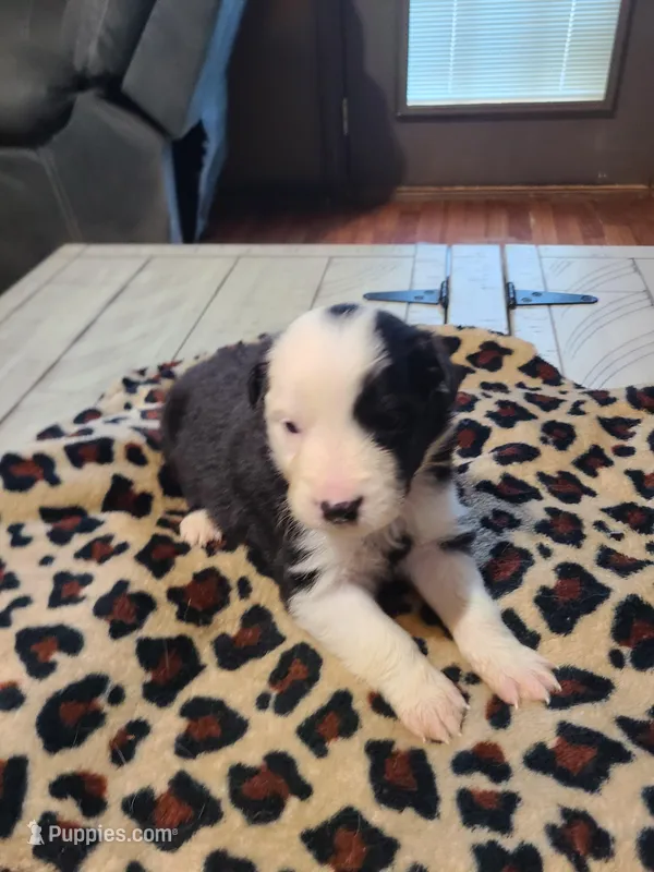 Spade  – Miniature Australian Shepherd puppy for sale in Chatsworth, GA