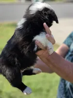 Spade , a female Miniature Australian Shepherd for sale in Chatsworth, GA – Photo 3 of 3