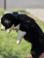 Spade , a female Miniature Australian Shepherd for sale in Chatsworth, GA – Photo 2 of 3