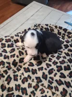 Spade , a female Miniature Australian Shepherd for sale in Chatsworth, GA – Photo 4 of 4