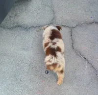 Rocky, a male Miniature Australian Shepherd for sale in Chatsworth, GA – Photo 4 of 6