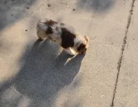 Rocky, a male Miniature Australian Shepherd for sale in Chatsworth, GA – Photo 3 of 6