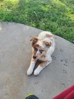 Rocky, a male Miniature Australian Shepherd for sale in Chatsworth, GA – Photo 1 of 6