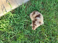 Rocky, a male Miniature Australian Shepherd for sale in Chatsworth, GA – Photo 6 of 6