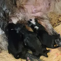 New born , a female Miniature Australian Shepherd for sale in Chatsworth, GA – Photo 1 of 4