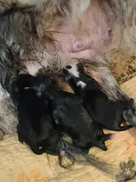 New born , a female Miniature Australian Shepherd for sale in Chatsworth, GA – Photo 1 of 4