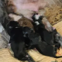 New born , a female Miniature Australian Shepherd for sale in Chatsworth, GA – Photo 2 of 4