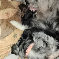 New born , a female Miniature Australian Shepherd for sale in Chatsworth, GA – Photo 4 of 4