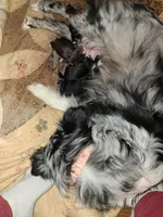 New born , a female Miniature Australian Shepherd for sale in Chatsworth, GA – Photo 4 of 4