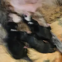 New born , a female Miniature Australian Shepherd for sale in Chatsworth, GA – Photo 3 of 4