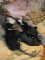 New born , a female Miniature Australian Shepherd for sale in Chatsworth, GA – Photo 3 of 4