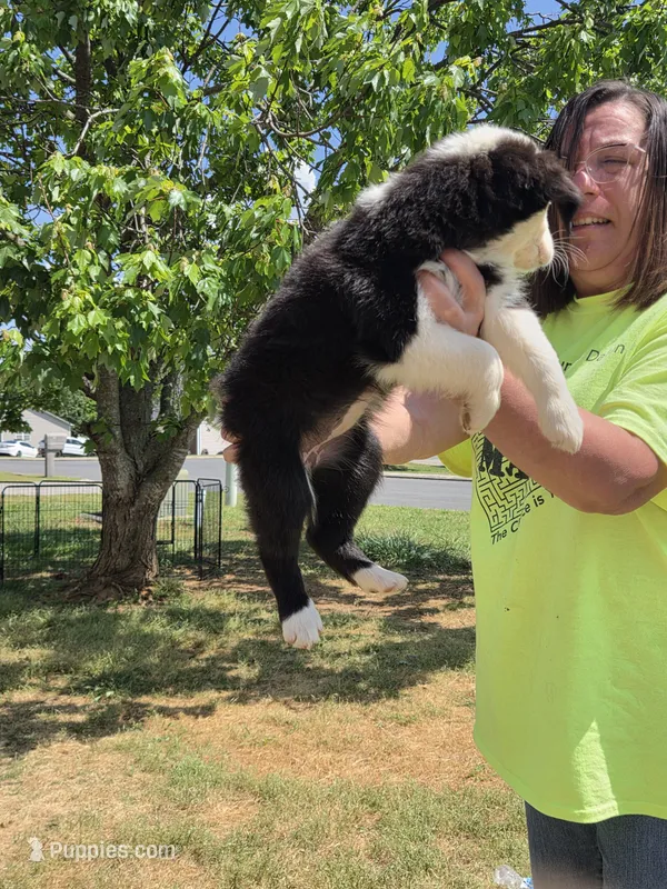 Spade  – Miniature Australian Shepherd puppy for sale in Chatsworth, GA