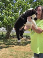 Spade , a female Miniature Australian Shepherd for sale in Chatsworth, GA – 2 of 3