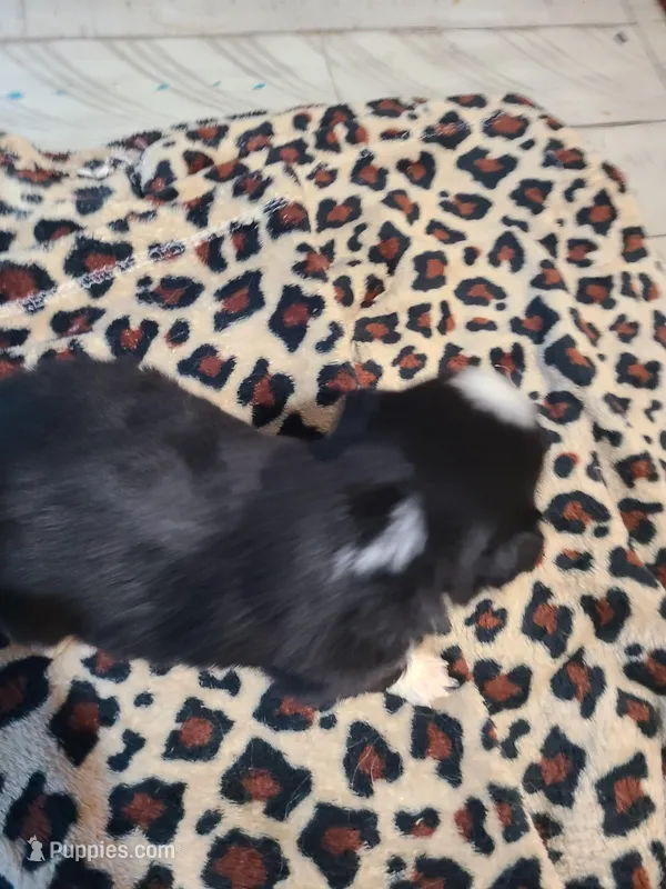 Rayden – Miniature Australian Shepherd puppy for sale in Chatsworth, GA