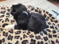 Rayden, a male Miniature Australian Shepherd for sale in Chatsworth, GA – Photo 2 of 2