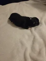  Black Tri Male, a female Miniature Australian Shepherd for sale in Chatsworth, GA – 2 of 3