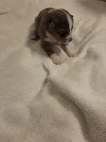 Miniature Blue Merle Female 2, a female Miniature Australian Shepherd for sale in Chatsworth, GA – 2 of 2