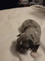 Blue Merle Female, a female Miniature Australian Shepherd for sale in Chatsworth, GA – 2 of 3