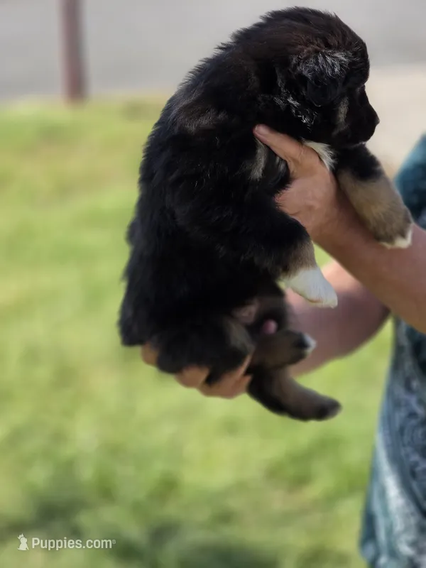 Cooper  – Miniature Australian Shepherd puppy for sale in Chatsworth, GA